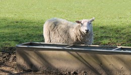 Managing cattle and sheep in hot weather